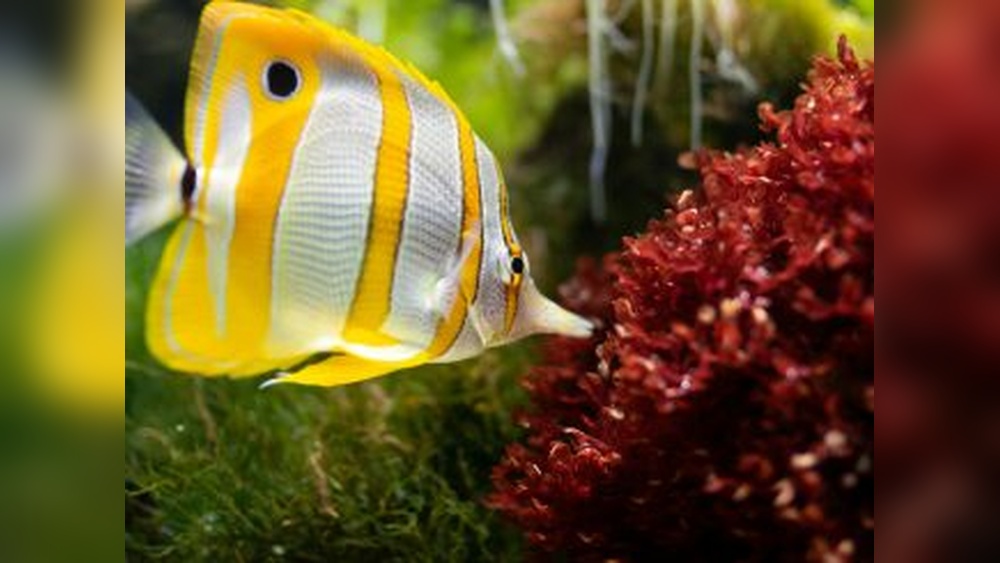 How Opposite Hobbies Like Fish Tanks And Slots Show The Psychology Of Calm And Excitement