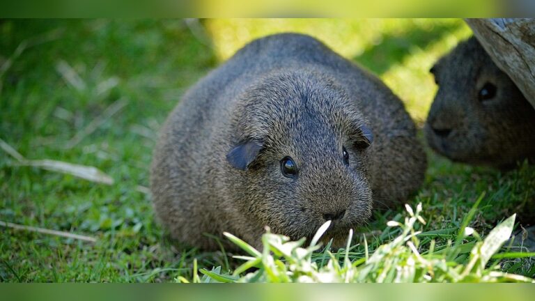 How To Care For A Pregnant Guinea Pig: Essential Expert Tips