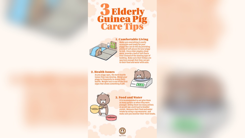 Picture Idea: How To Care For Older Guinea Pigs Essential Tips For