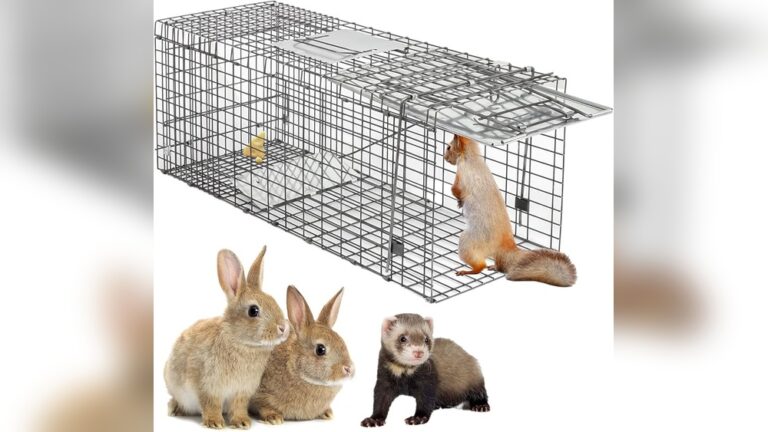 How To Catch A Groundhog With A Milk Jug Explained: Simple & Effective Tips