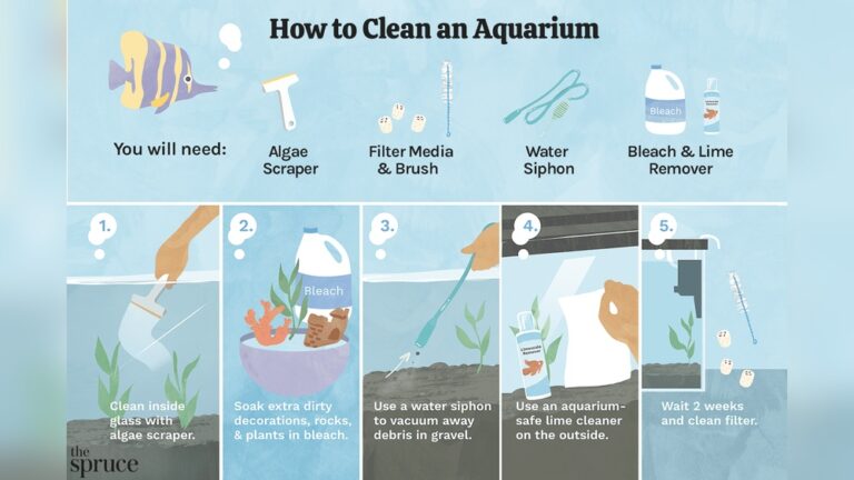 How To Clean A Fish Tank