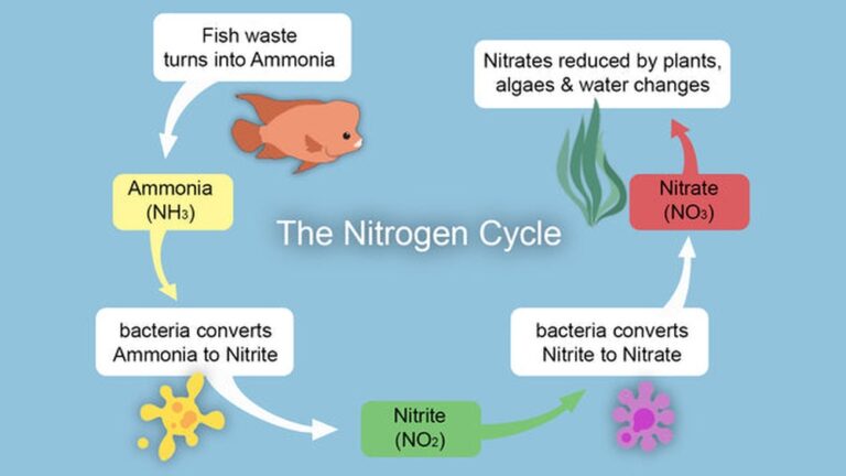 How To Cycle A Fish Tank