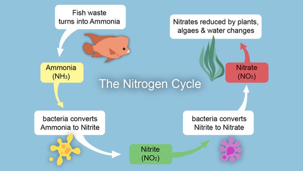 How To Cycle A Fish Tank
