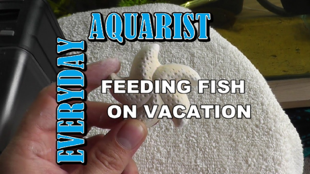 How To Feed Fish On Vacation