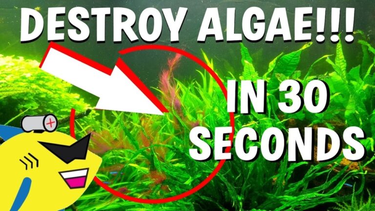 How To Get Rid Of Algae In Fish Tank