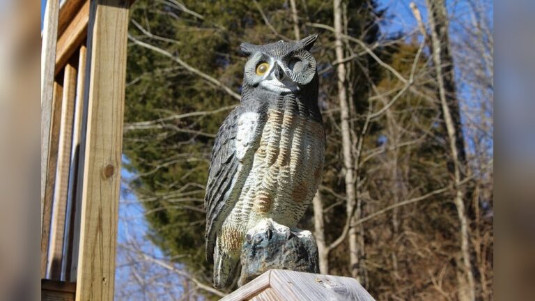 How To Keep Hawks Away From Your Yard