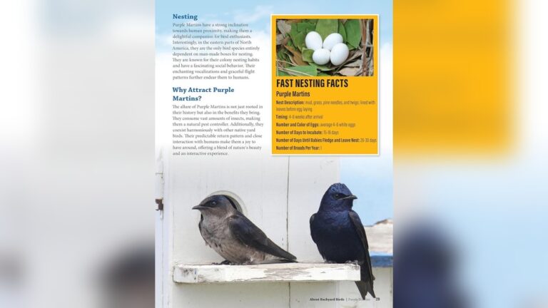 How To Make A Bird Friendly Backyard In 30 Days