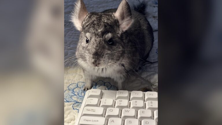 How To Make My Chinchilla Happy: Ultimate Care Tips Revealed