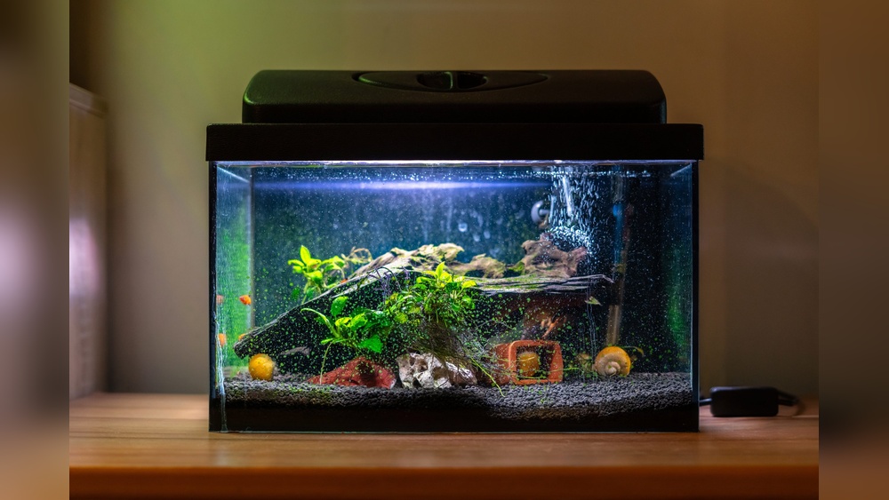 How To Manage Water Chemistry In Your Aquarium
