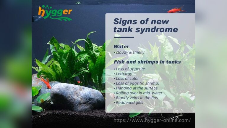 How To Prevent A New Tank Syndrome