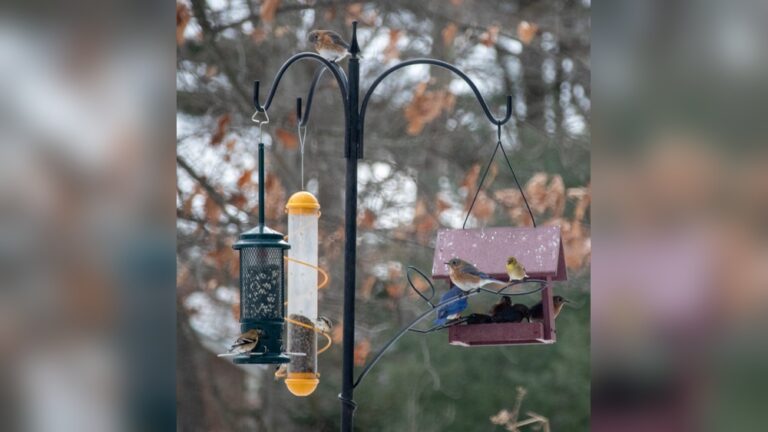 How To Set Up Bird Feeders