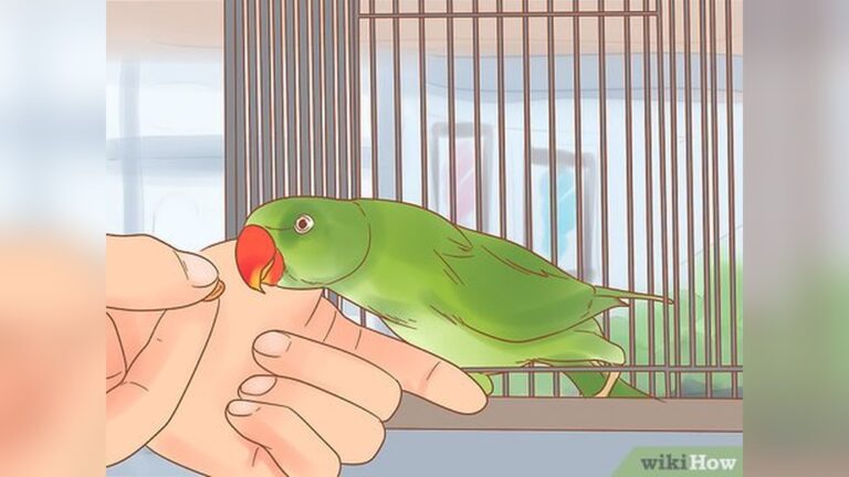 How To Take Care Of A Green Parrot