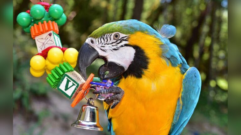 How To Take Care Of Pet Birds