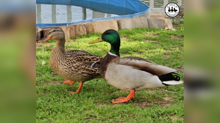 How To Tell A Female Duck From A Male
