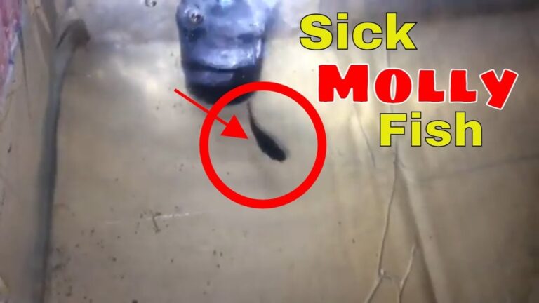 How To Tell If A Molly Fish Is Dying