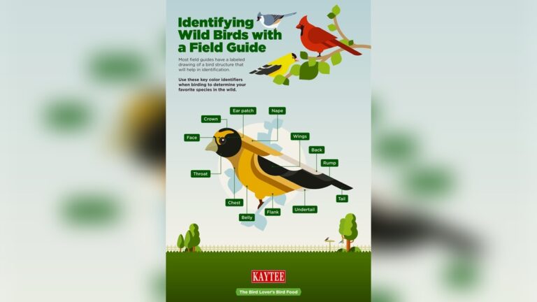 Identifying Birds By Chest Color