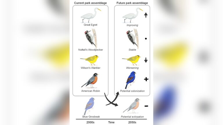 Impact Of Climate Change On Birds