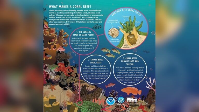 Integrating Fishkeeping With Environmental Science Studies