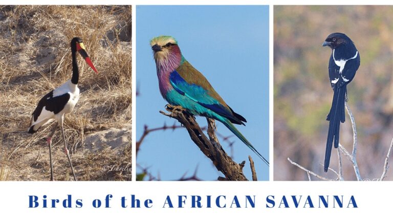 Introduction To African Savanna Birds