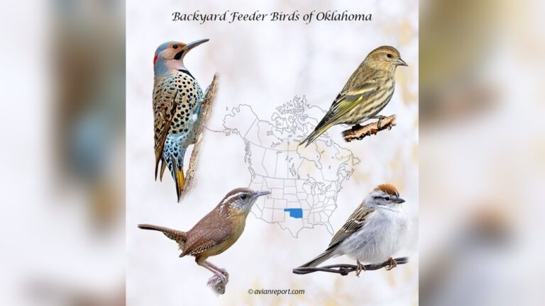 Introduction To Backyard Birds Of Oklahoma