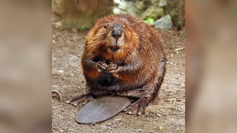 Is A Beaver A Rodent: Surprising Facts You Need to Know