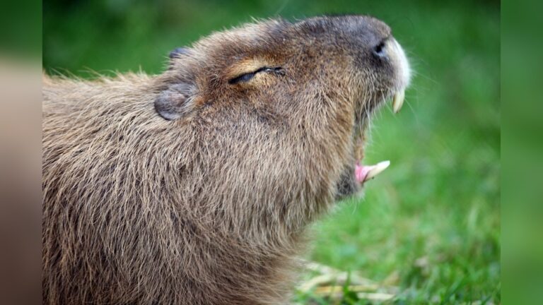 Is A Capybara Dangerous: Unveiling Truths You Must Know