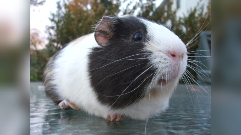 Is A Guinea Pig A Rodent: Discover The Truth Behind It