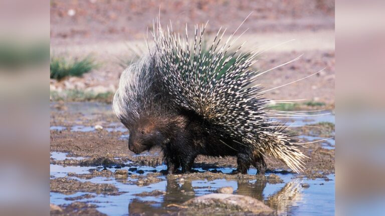Is A Porcupine A Rodent? Surprising Facts Revealed!