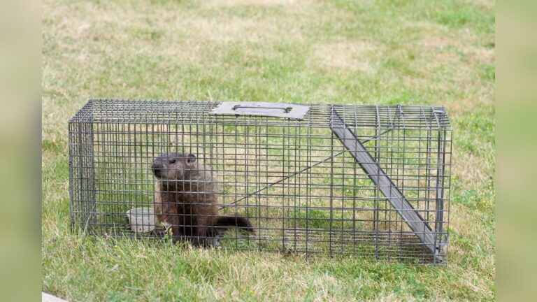 Is It Illegal To Catch And Release Groundhogs: What You Need to Know