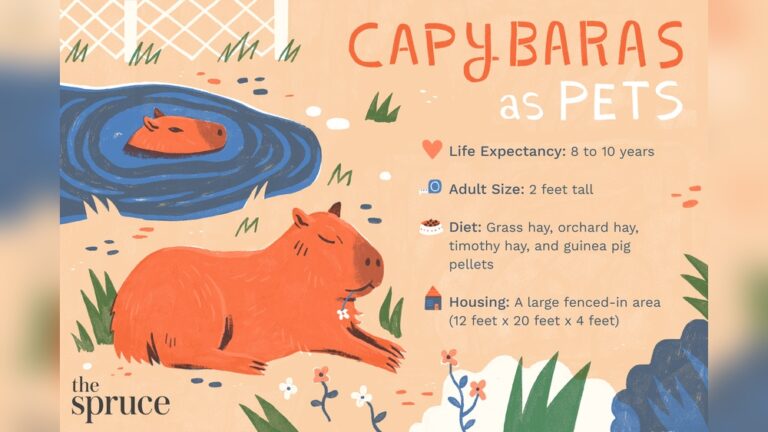 Is It Legal To Own A Capybara: What You Need to Know Today