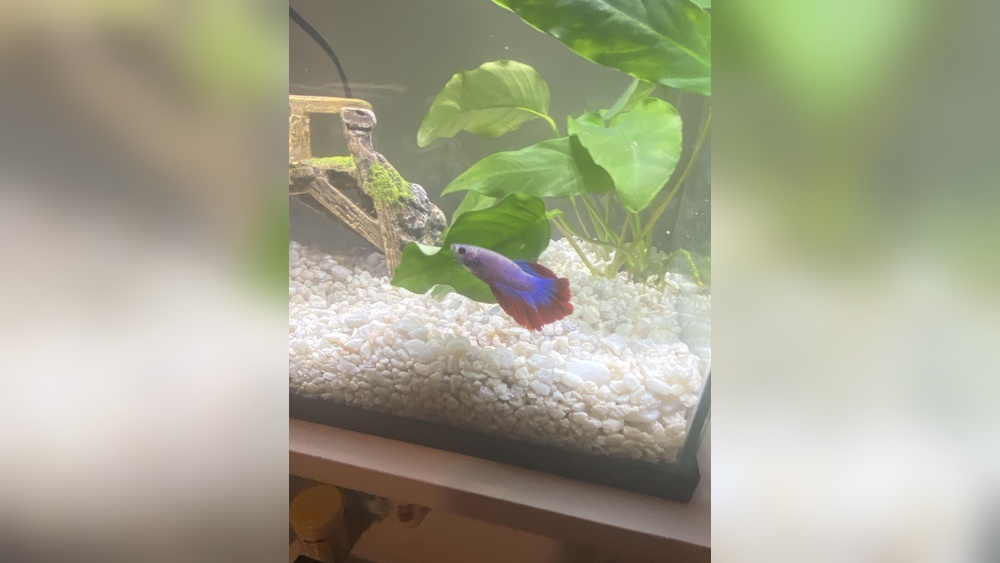 Is My Fish Depressed