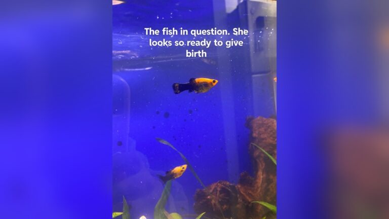 Is My Molly Pregnant