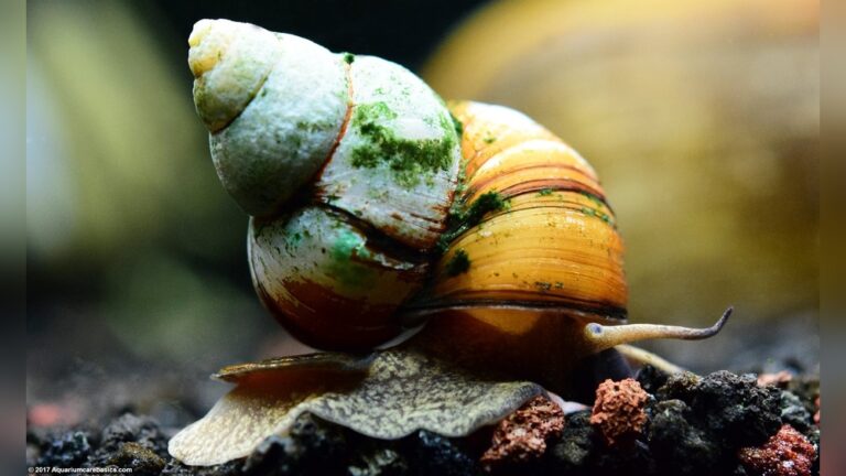Japanese Trapdoor Snail