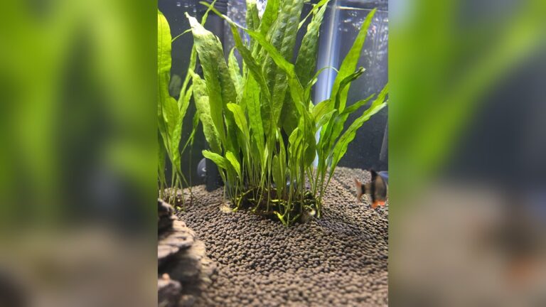 Java Fern