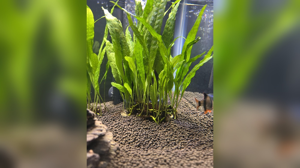 Java Fern