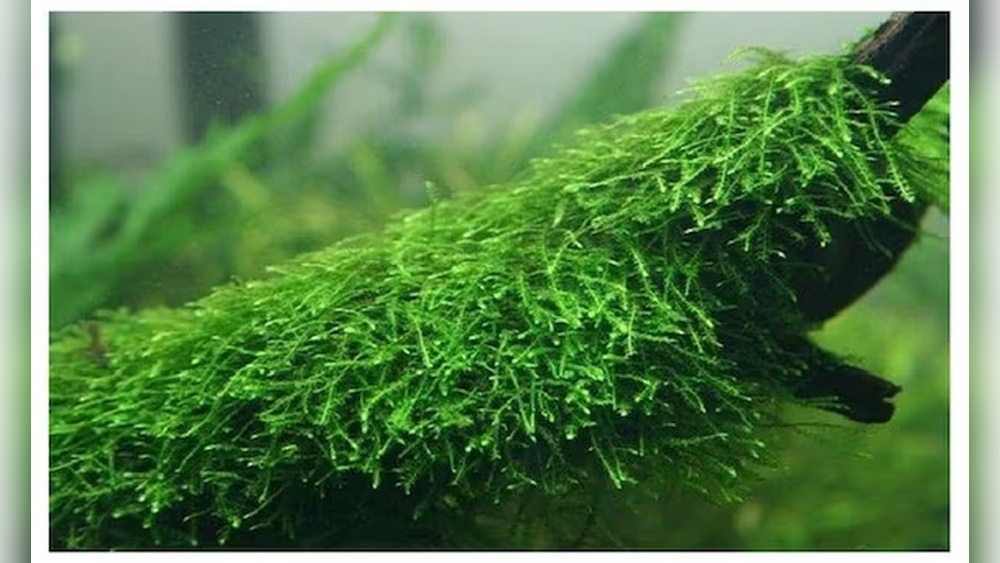 Java Moss