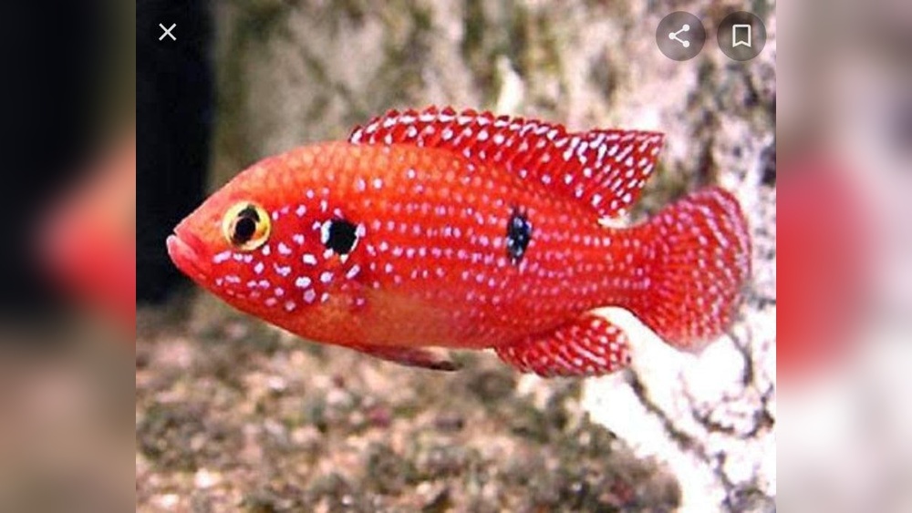 Jewel Cichlid