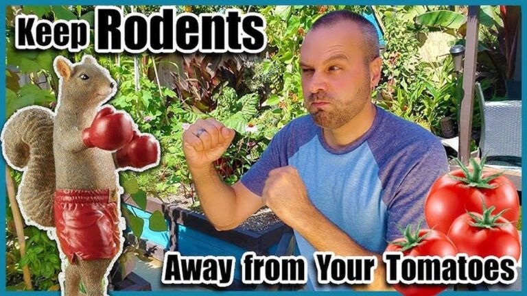 Keep Rodents From Eating Tomatoes: Effective Tips That Work Fast