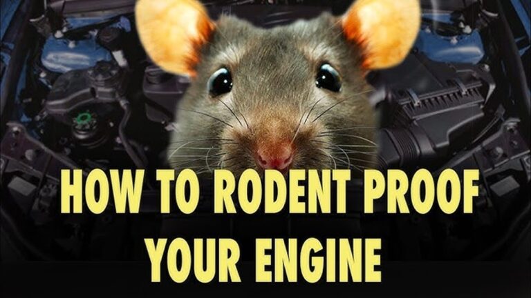 Keep Rodents Out Of Your Car: Effective Tips to Prevent Damage