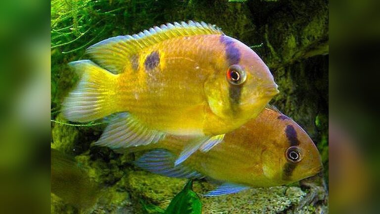 Keyhole Cichlid