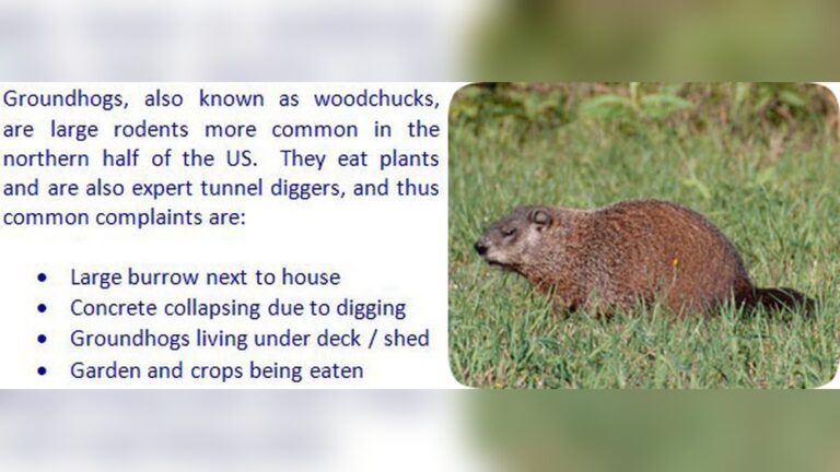 Killing Groundhog With Gum: Effective Tips to Stop Damage Fast