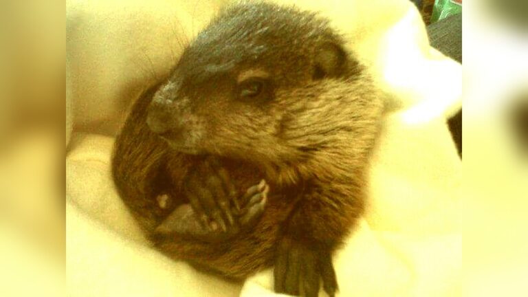 Killing Groundhogs With Antifreeze: Safe and Effective Methods