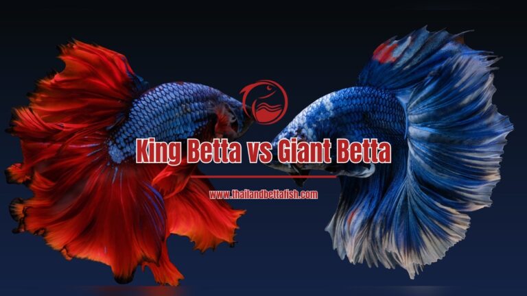 King Betta