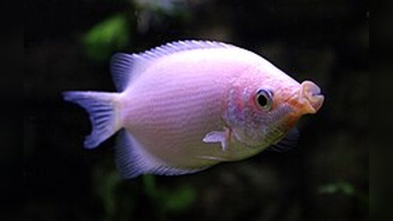 Kissing Gourami