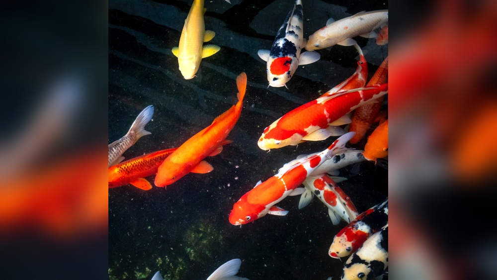Koi Fish