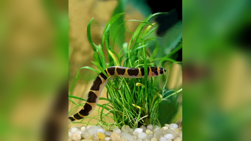 Kuhli Loach
