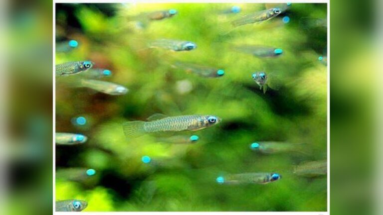 Lampeye Tetra
