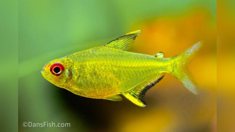 Lemon Tetra
