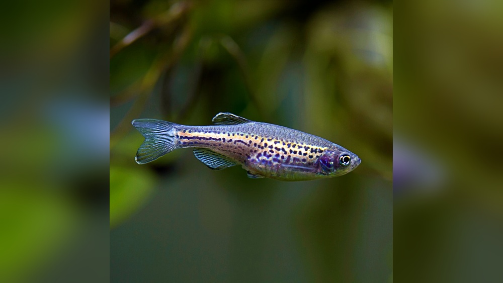 Leopard Danio