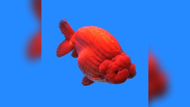 Lionhead Goldfish